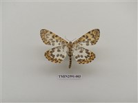 藏品(尺蛾104)的圖片